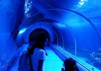 The Great Aquarium