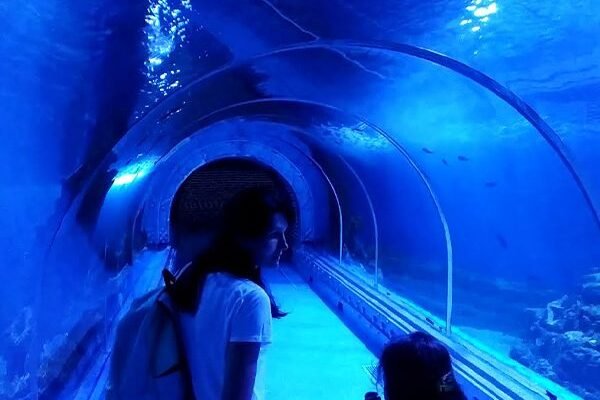The Great Aquarium