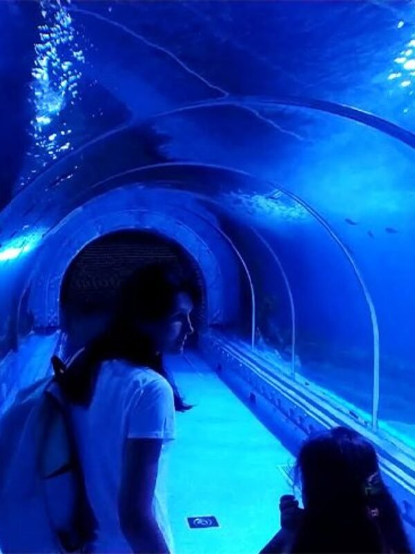 The Great Aquarium